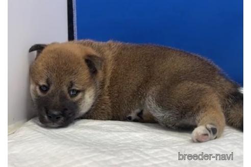 成約済の愛知県の柴犬-193261の14枚目